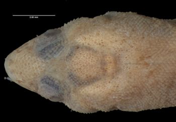Media type: image;   Herpetology R-44380